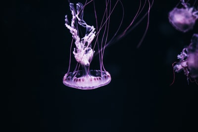 黑底紫水母